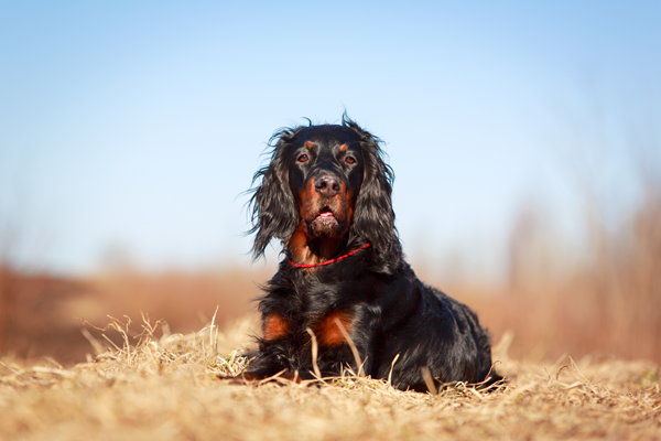 Dog in Field
