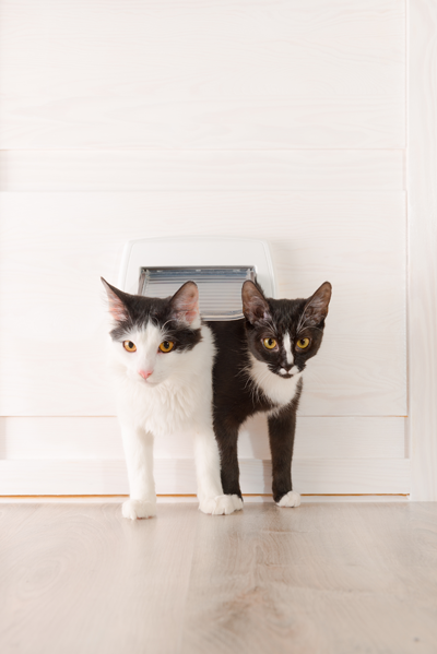 Cats and Dog door