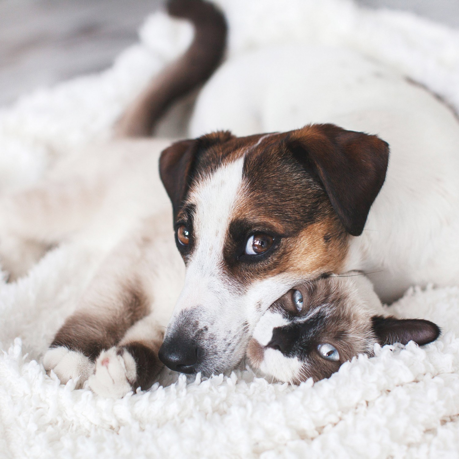 Dog and Cat