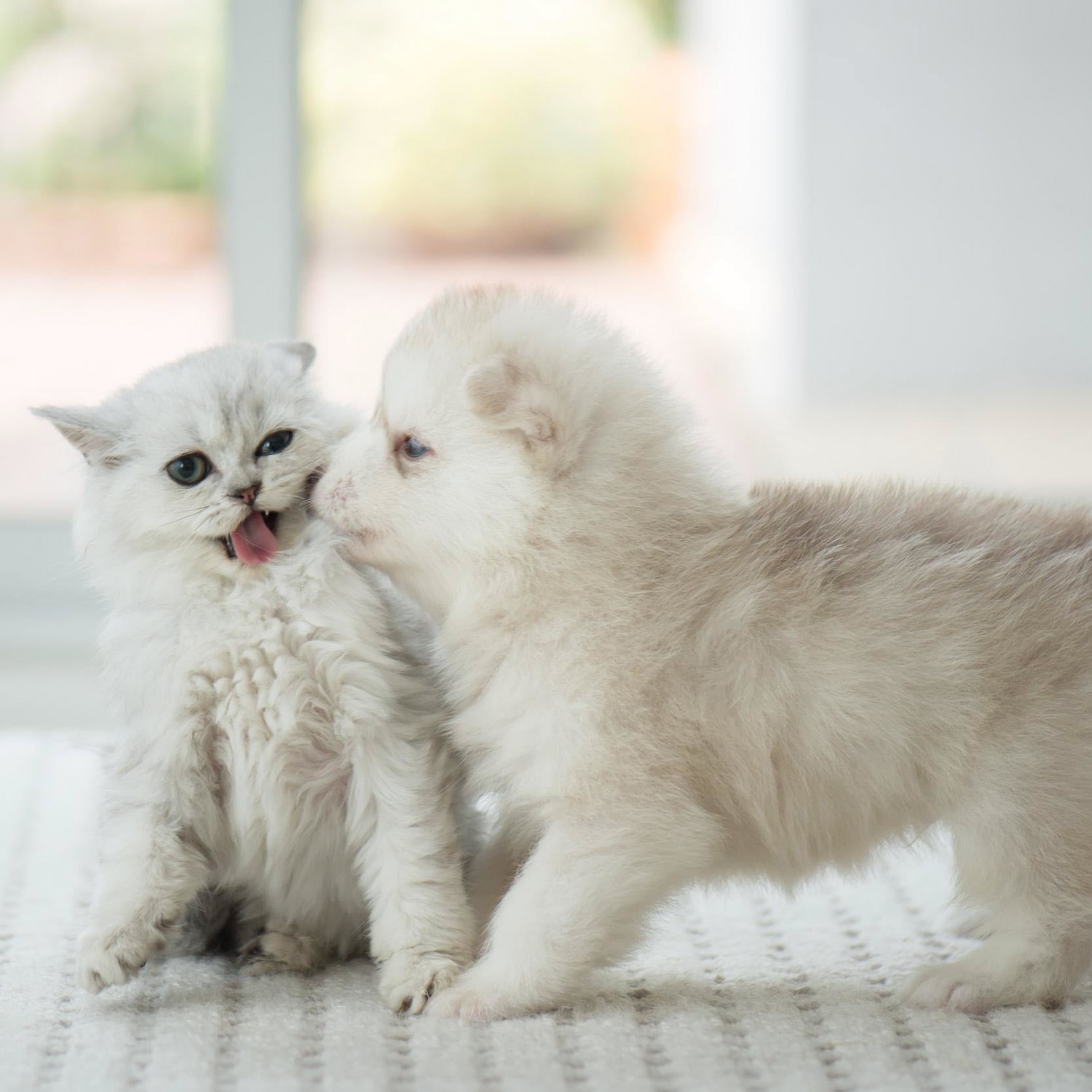 Puppy and Kitten