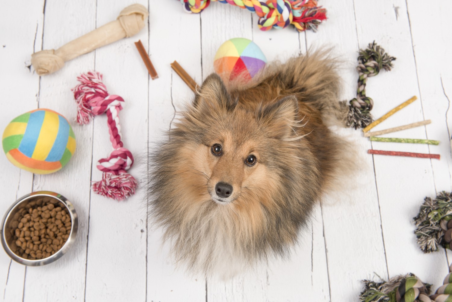 Pomeranian Pomeranian