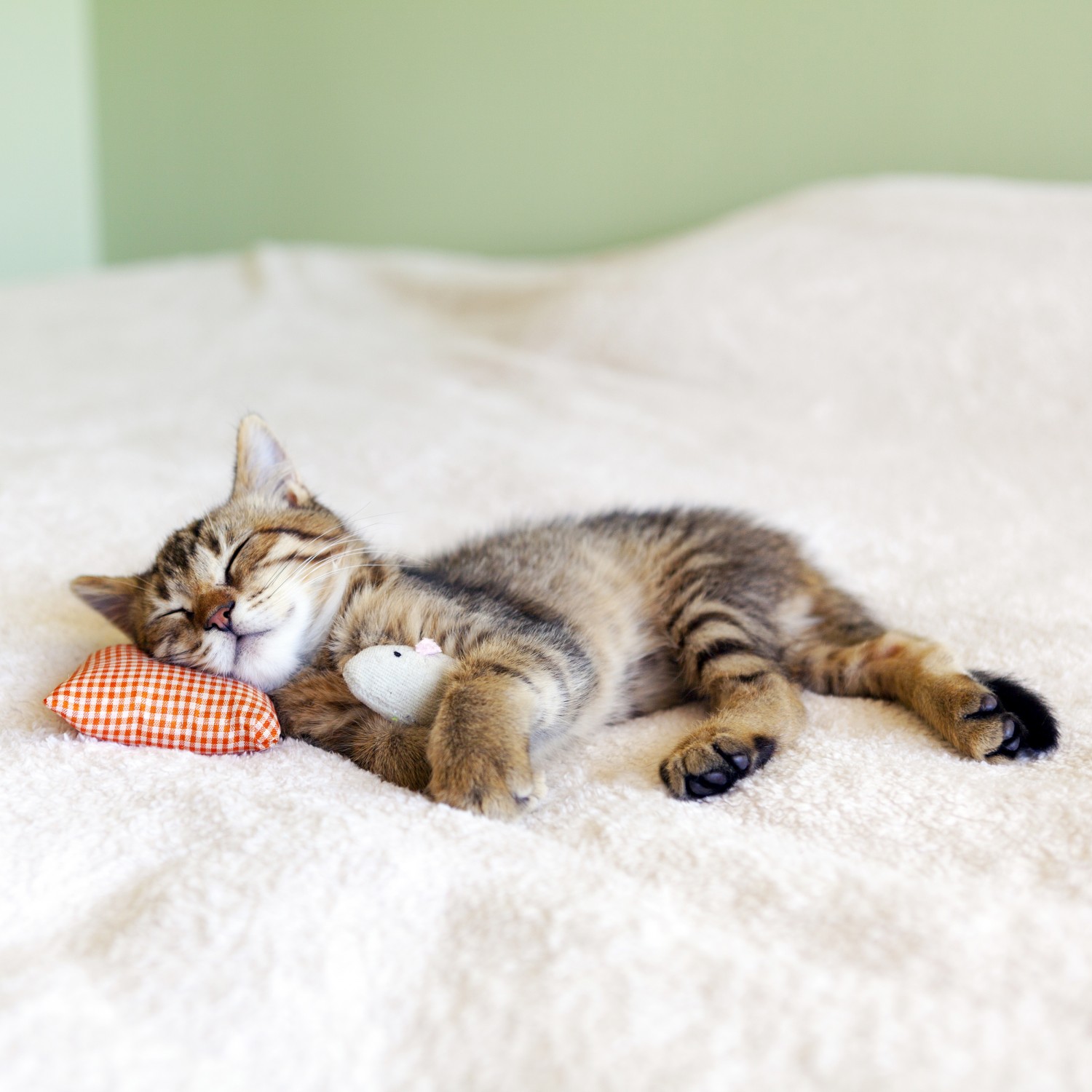 Sleepy Kitten