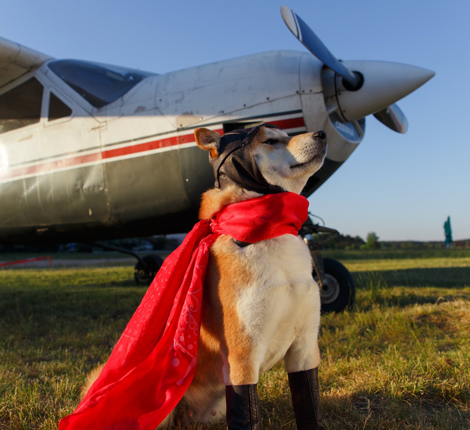 Superhero Dog