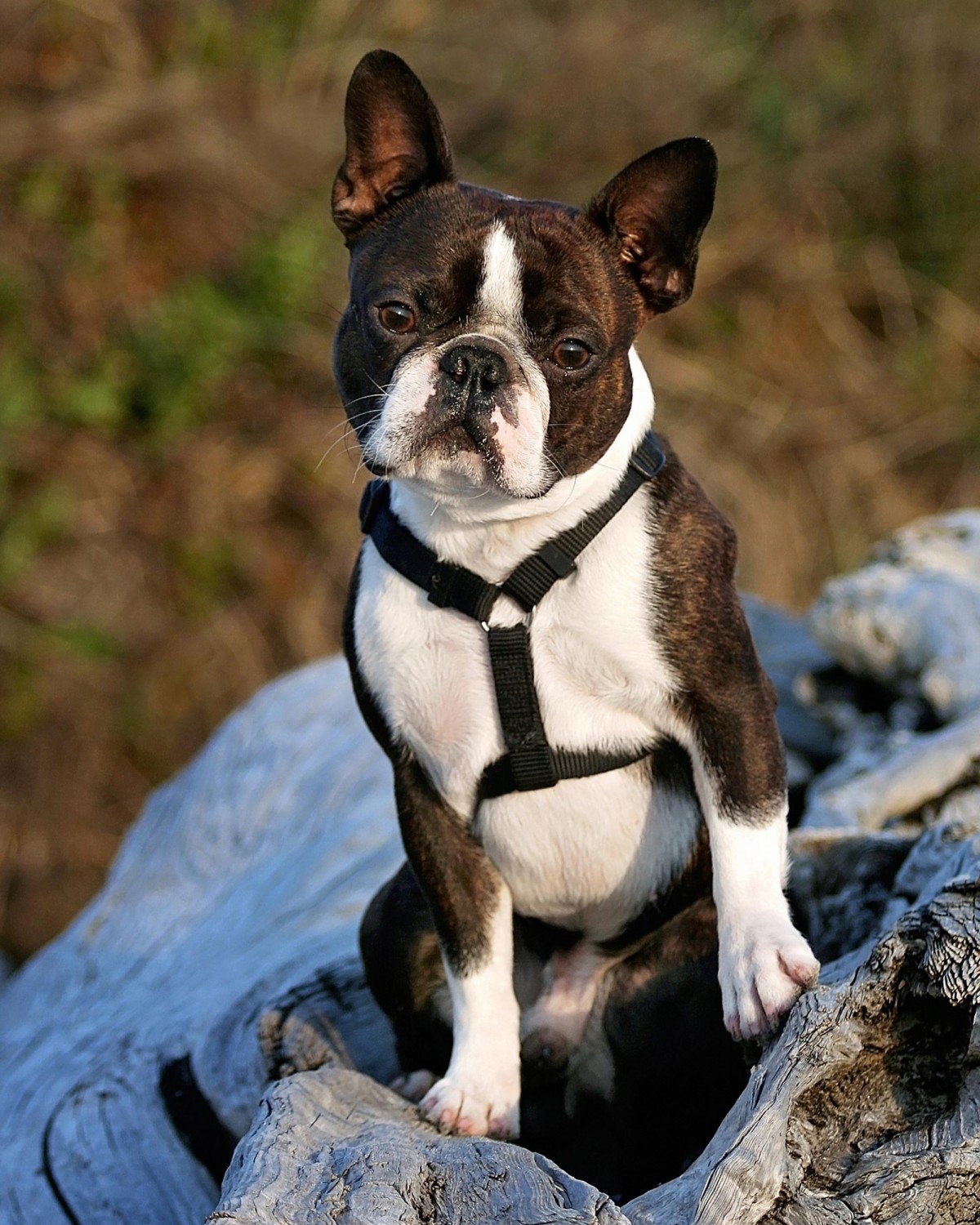 Terrier Puppy