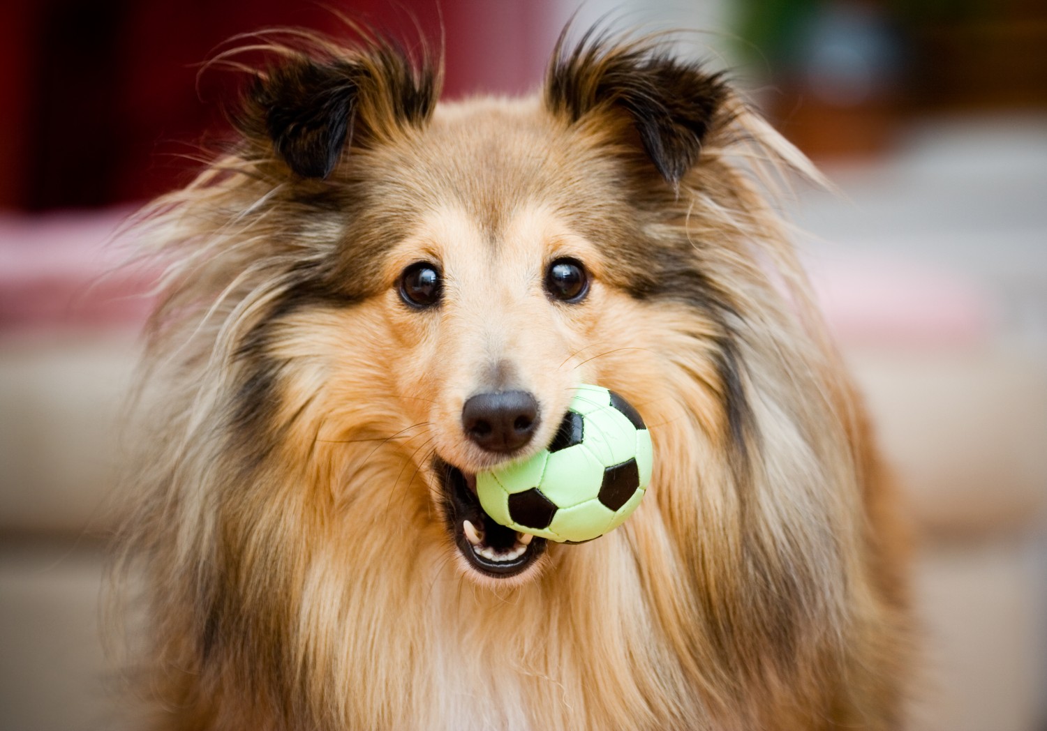 Dog with Ball