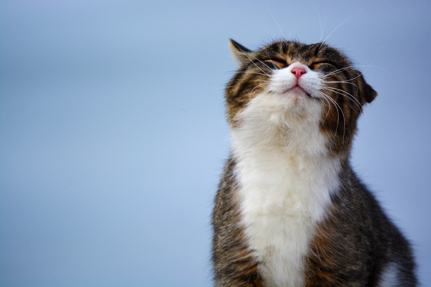 Cat Smiling