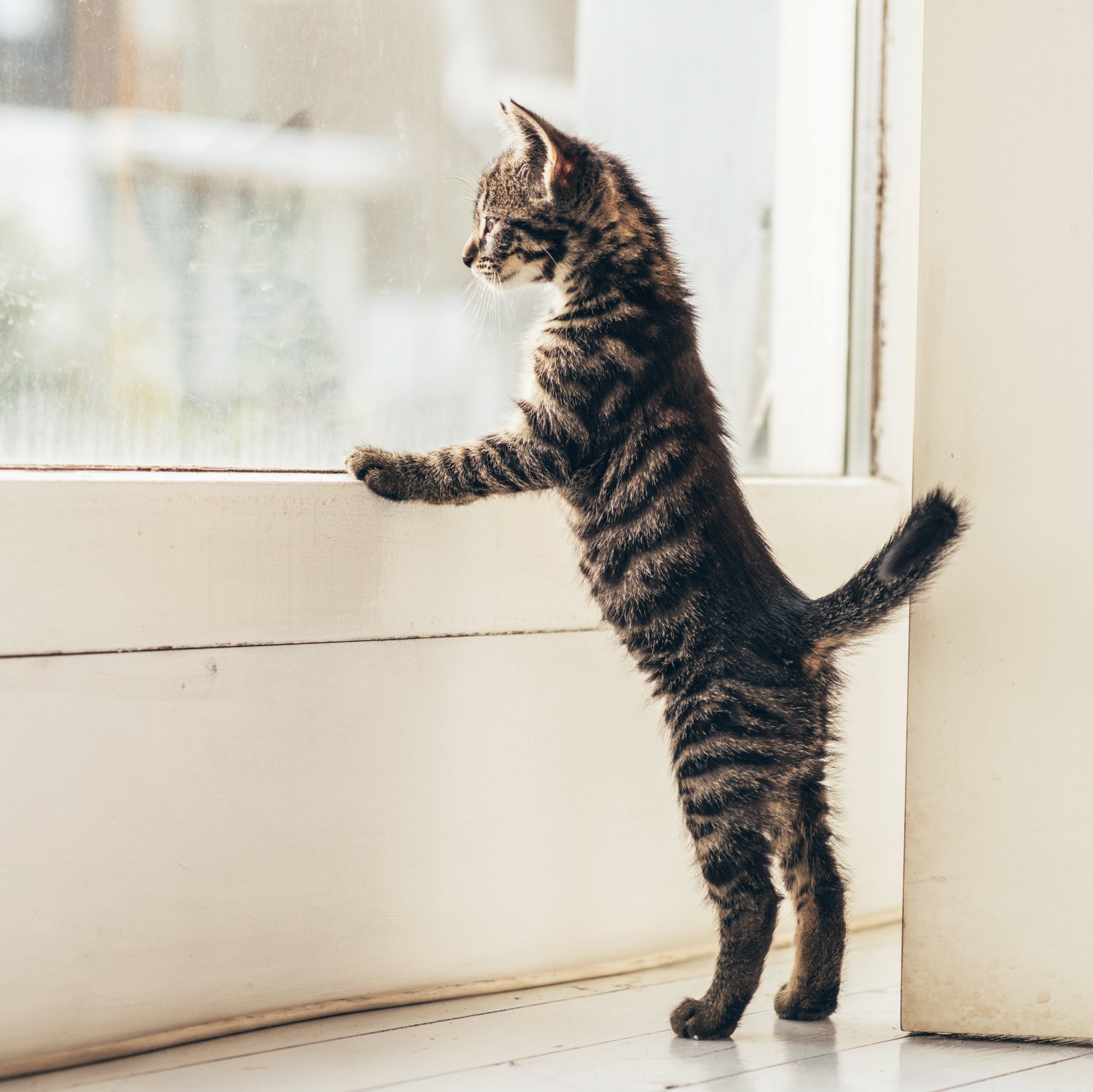 Kitten Looking out window