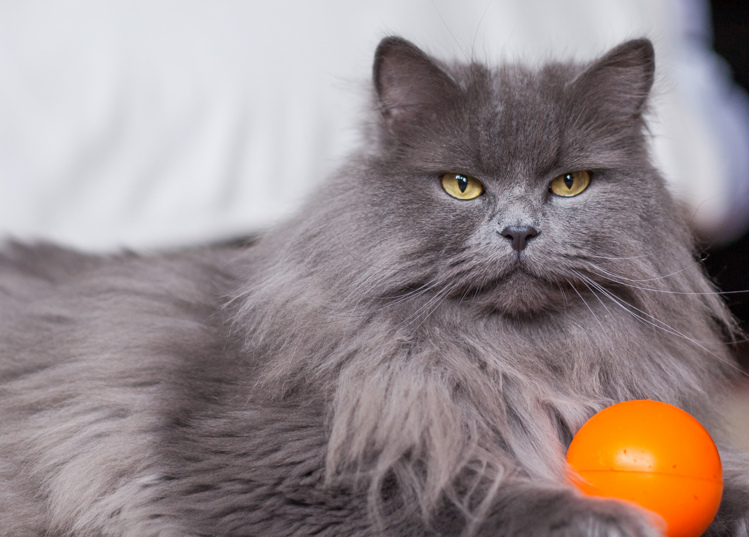 grey cat with ball